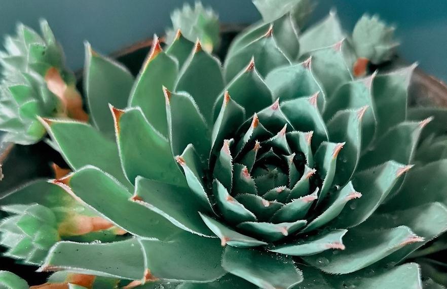 叶片|敲黑板,浅谈多肉植物中的战斗机观音莲,什么情况下需要摘心砍头