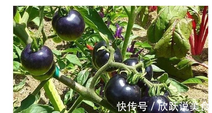 番茄|想长寿先排毒,不妨多吃3种食物,美容养颜、滋润肌肤!