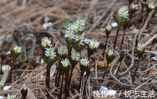 野草|农村一种野草，人称“四大天王”，连蛇都怕它，但民间价值很珍贵