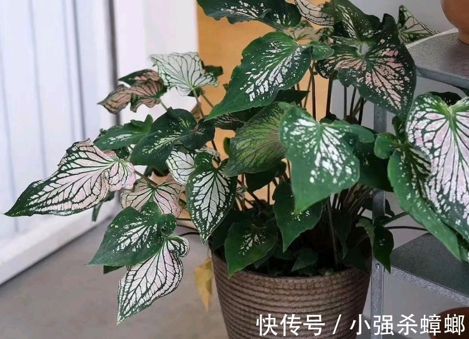 盆栽花草出现这4个信号得马上翻盆,多等一天,植物就多危险一分