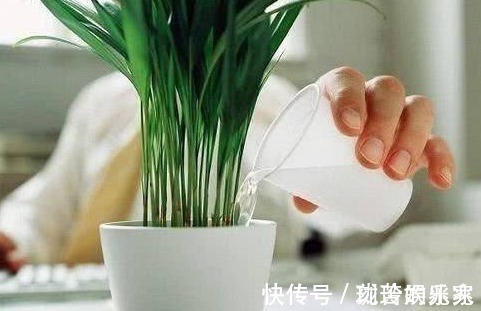 蚊虫|养花虫子多老花农用3种“驱虫水”,虫子通通消失,花朵蹭蹭长