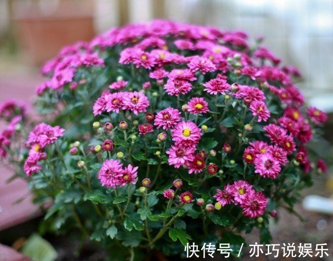 花苞|想让菊花“开花多”,9月开始做3点,花苞大、花朵密,太迷人