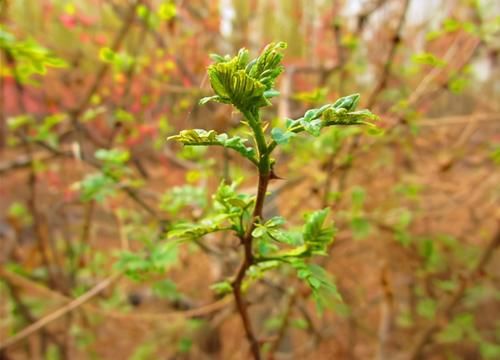 春夏|每天晚上多吃三種食物，營養豐富，延緩衰老，好吃又健康！