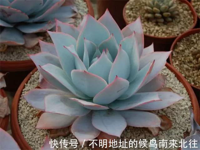 60种多肉图鉴及养护要点，1分钟学会，超全超实用！