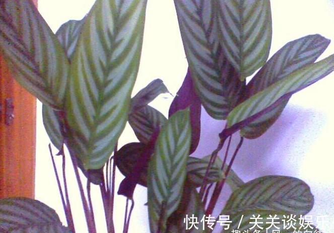 株形|此花株形优美,鲜艳的花色十分引人注目,寓意为转身的奇迹