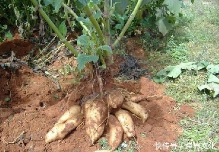  身体|钱没钱，冬天都要常吃此物，治病养生，降血脂，身体棒！