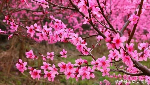 秀美山谷的春色,尽在一首无题诗中,无一个情字,而又字字关情