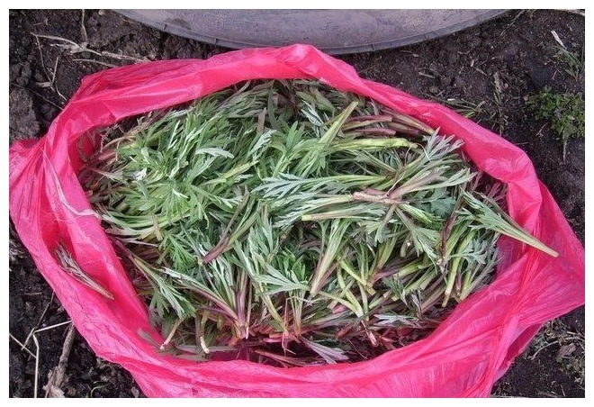 鲜嫩|含钙量是牛奶的9倍,人称“野菜之冠”,曾多次入选国宴,别错过