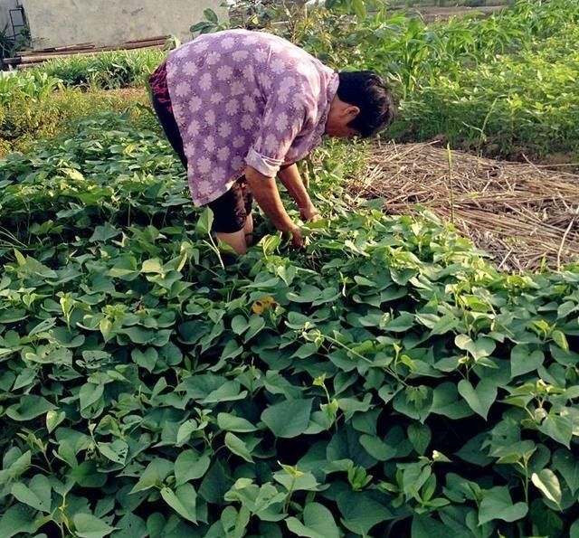 朋友圈|看朋友圈晒囤菜，外婆霸气称：一年不买菜，鸡肉海鲜蔬菜吃不完