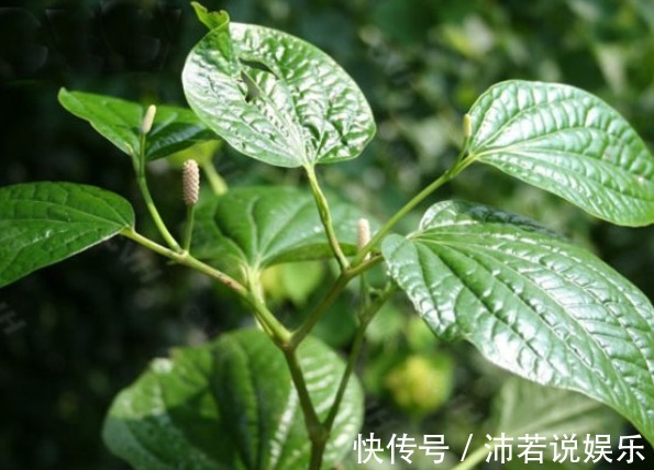 农村|这种农村的野草,不仅能消肿止痛,还能治疗各种皮肤病!