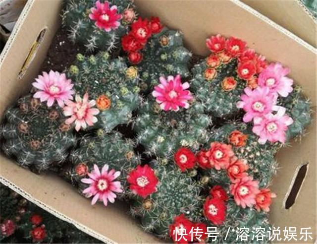 水溶液|仙人球怎么开花选对品种，养护恰当一准儿爆盆，真惹眼
