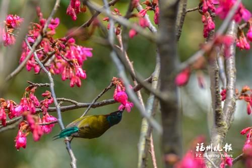 福州这份赏樱攻略请收好