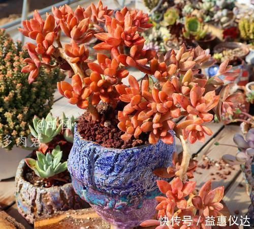 多肉|家里养多肉,给它喂勺神仙水,越长越旺盛,侧芽长不停!