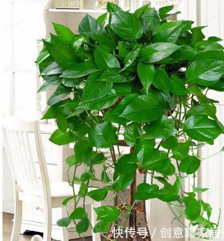 最适合新手养的4种花,沾土就能活,漂亮好养!