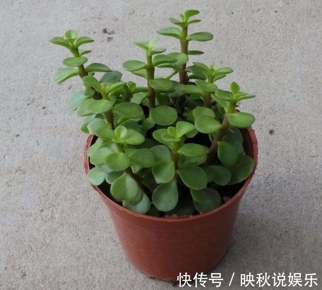 种花|家里人最适合养的3种花,不仅寓意好,而且长得好,花友都会喜欢