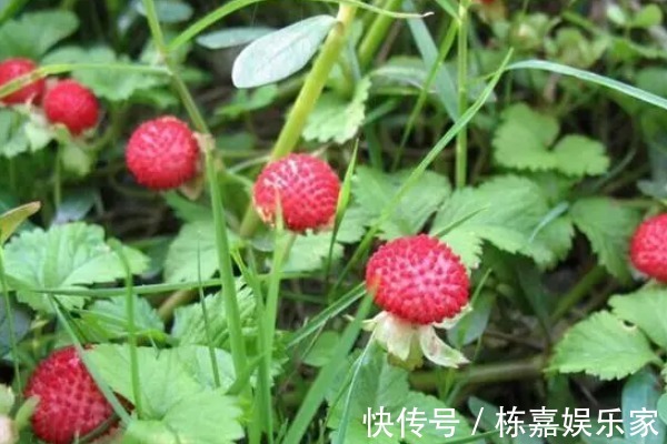 蛇莓|山上到处可见的“野草莓”，大人不让吃，殊不知价值营养高！