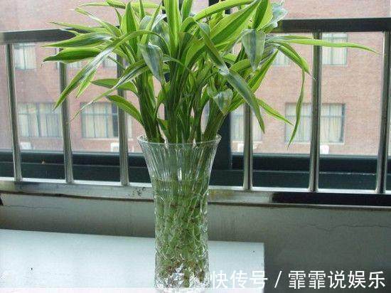 富贵竹水里加几粒它,枝干粗壮,叶片油绿,呼呼窜上屋顶