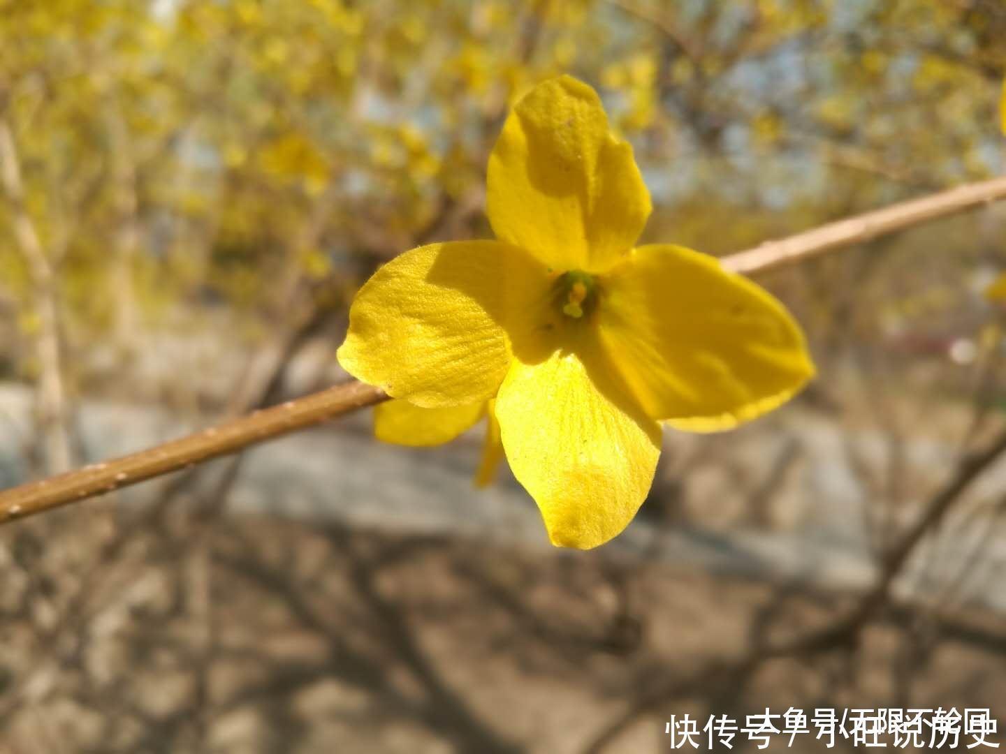  最好的一首迎春花古诗词，迎春使者之名实至名归