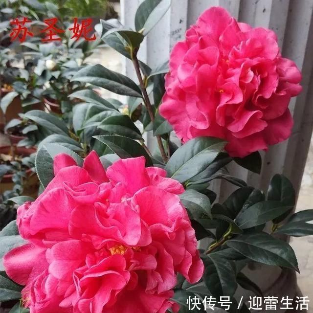 脾气|孩子脾气差?巧用“面壁思过法”,帮助孩子迅速脱离不良情绪