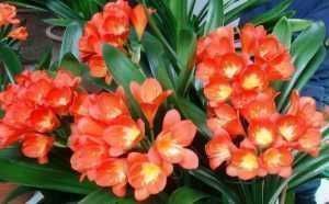 别再花钱买花肥,家家都有的1种垃圾,用来养花,养啥花都旺