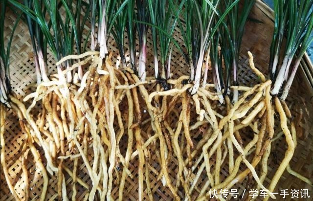 一种废水浇兰花，发芽多，五年养出200盆！