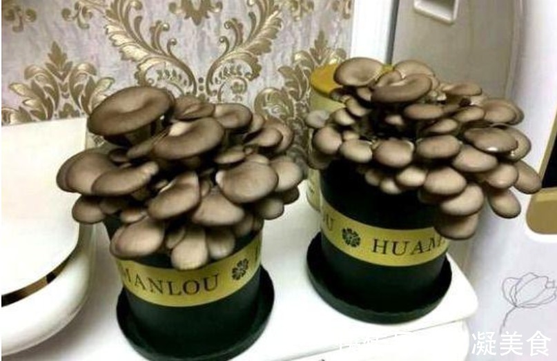 菌包|养花不如种“蘑菇”,好养又漂亮,两天采摘一次,一次能收20斤!