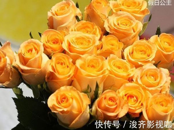公主|喜欢玫瑰，不如养盆“玫瑰精品”假日公主，金碧辉煌，寓意美好