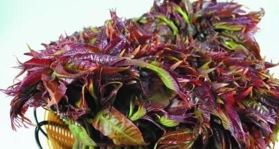  香椿|蒲公英、香椿、榆树钱、白蒿，一种野菜就能治一种病，了解一下