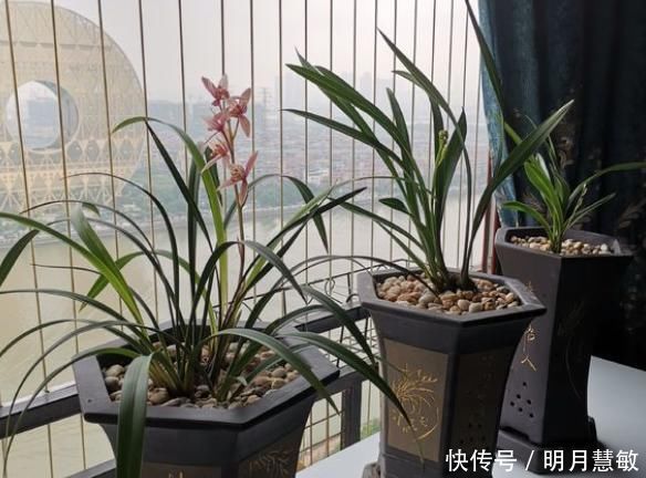养分|养兰高手养兰花，都有“专用肥”，易吸收养分足，一般人都不知道