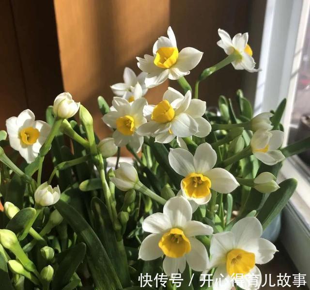 这4种“香妃花”,美貌与香气共存,又清新又高雅