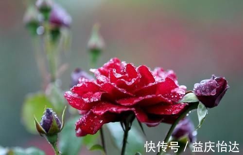 三角梅|都说养花容易上瘾,尤其是这4种花,不信养几盆就知道了