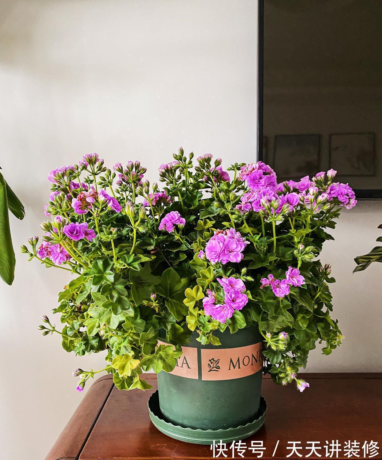 玫瑰花|你的阳台缺花吗？养棵“夏日玫瑰”，颜值高，花期长，养护也不难