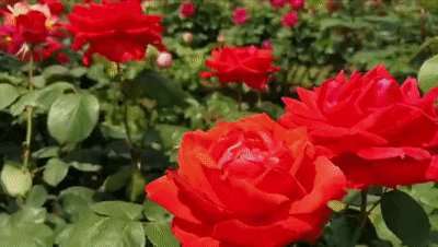 喷药|花友种月季前必须考虑清楚三个问题,不然越养越心烦