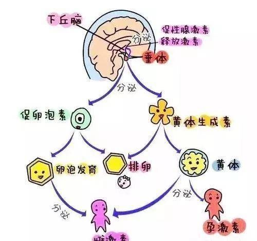 fsh|一文拆解「性激素六项」：查啥？啥时候查？有啥注意事项？