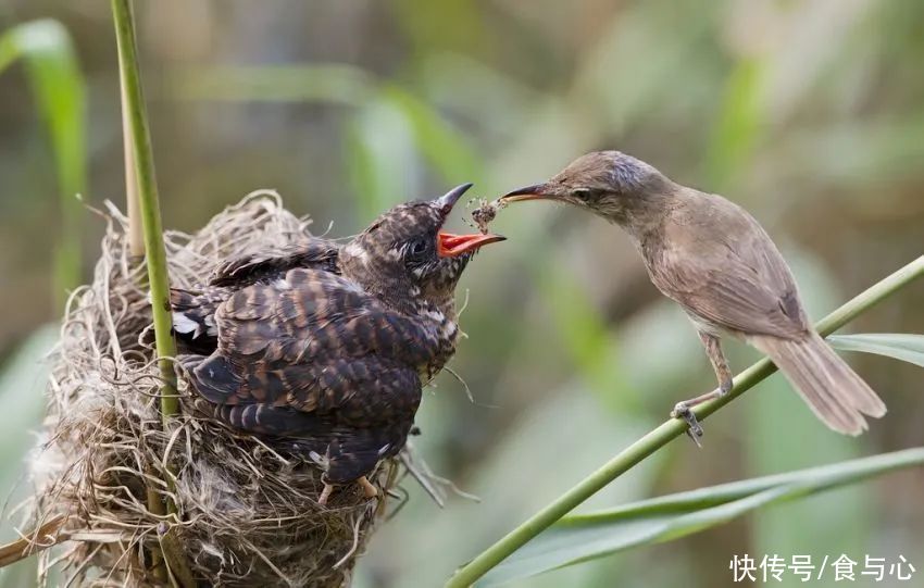 碳水化合物|你在为谁吃饭？看懂了就知道人为什么会生病 (1)