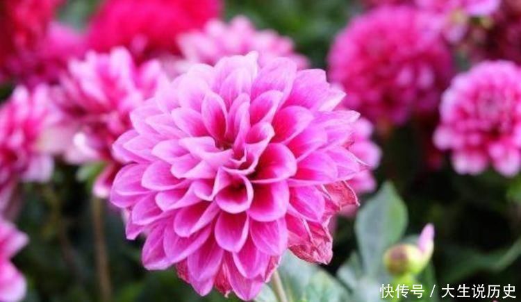 花香花排名第一,耐热耐冷耐晒,开花成瀑布,香飘十里,养花首选