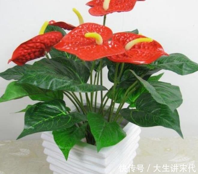 爆盆|四种花常年开花易爆盆,被称为花卉界的劳模,一开就是100天!