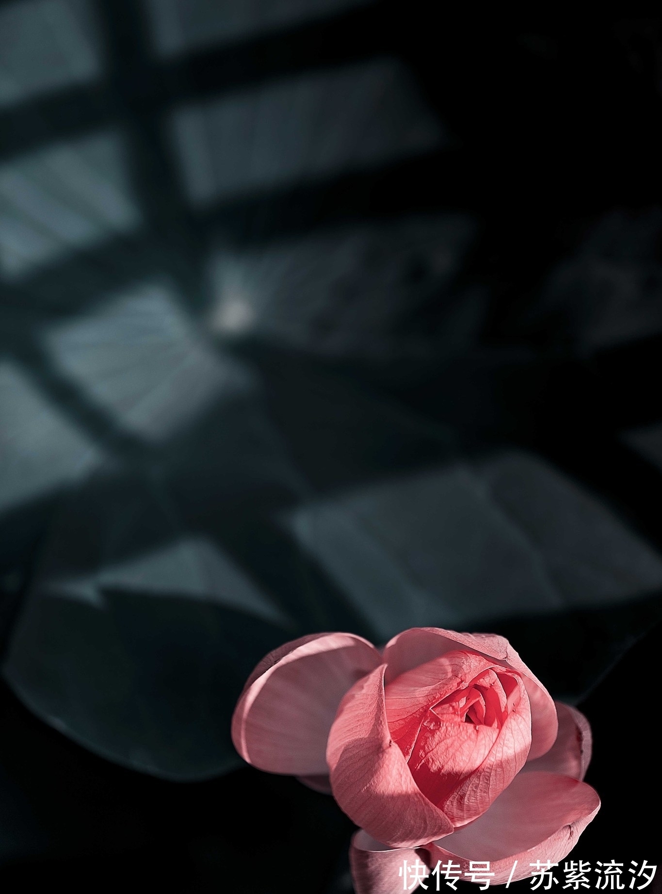 人性#人性:四大若能具足,天地任我逍遥