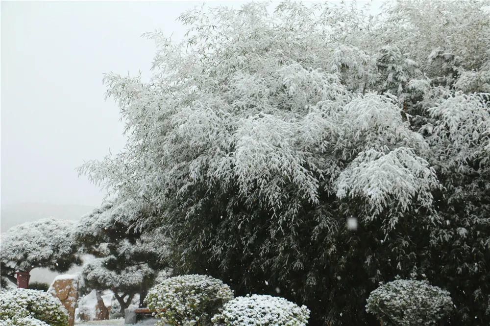 景区|惊艳！龙口南山景区迎初雪，这画面太美......