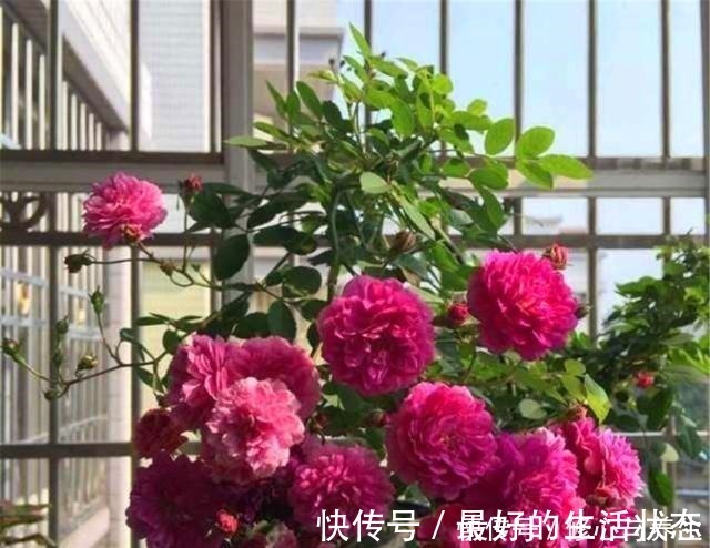 花卉|花盆土壤“硬如砖”，去公园捡“2宝贝”埋盆里，土壤松软白根壮！