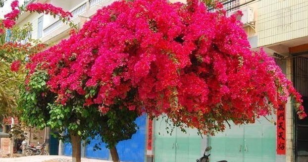 院子再小别空着！此花浇水就开花，花开200天，比月季美10倍