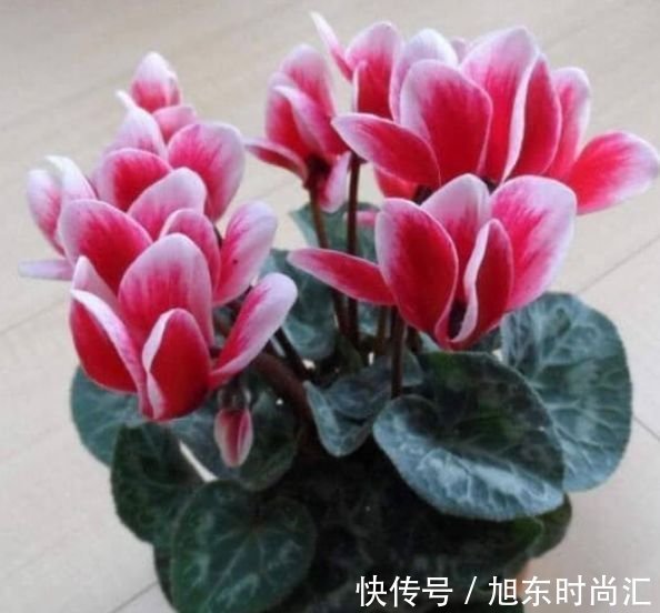 4种花美的出奇，不仅花好看，名字也好听，你养了吗？