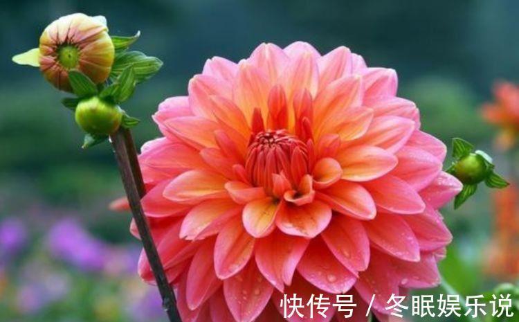 此款花卉,花期200多天,丢盆里猛长,开花多又美