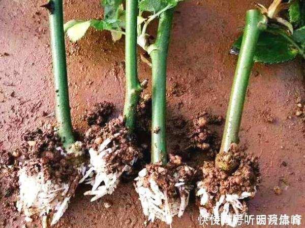枝条|扦插月季不生根?用这捂一捂,过几天“冒白根”,变成月季大户