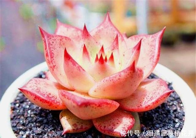 养护|朋友养多肉年年挂一半，只用了1招，饱满水灵，度夏越冬超简单