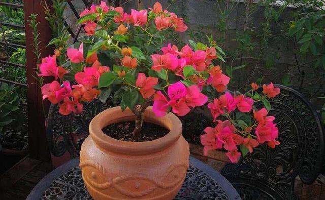 三角梅只冒叶子不开花，找准原因，花比叶子窜得快，这招真有用