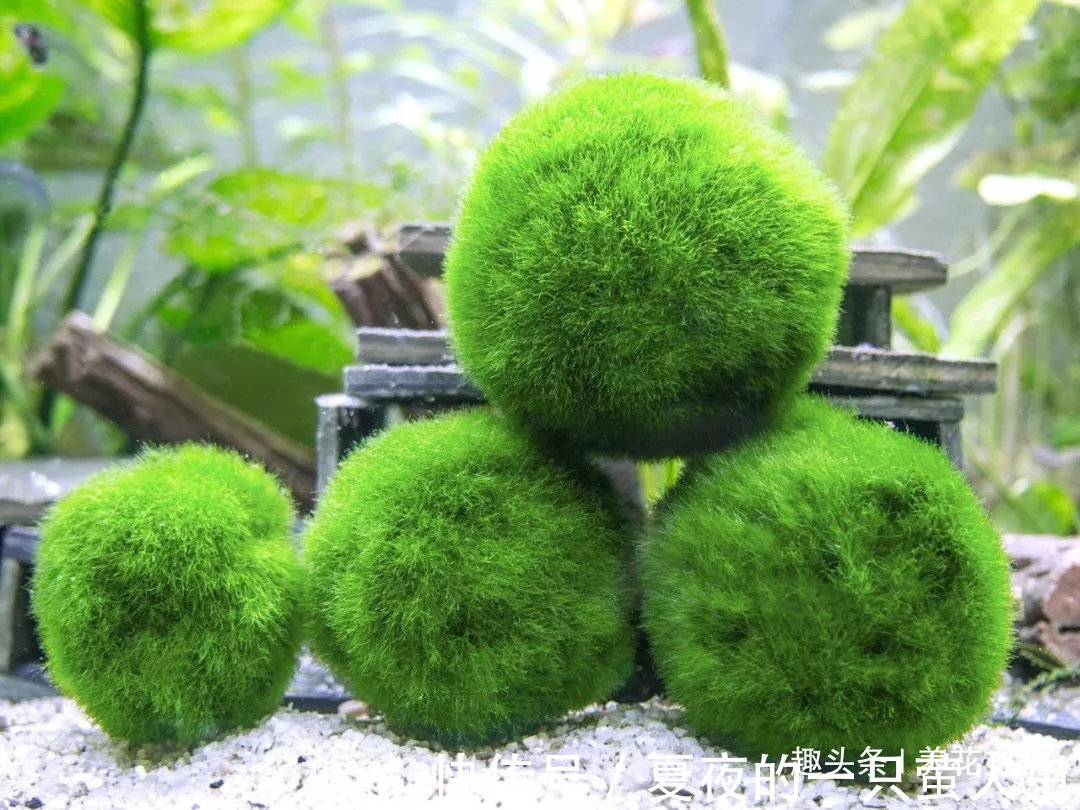 特别小众的13种奇特观赏盆栽,适合养在桌面上,看着都想养几盆