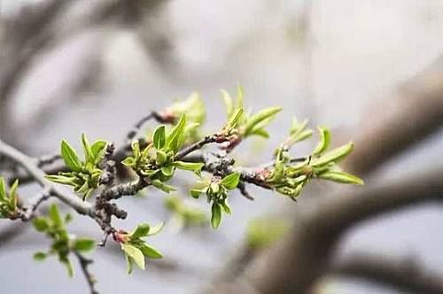 清明节后，注重养生，整年少生病！记得做好这些事，全家都受益