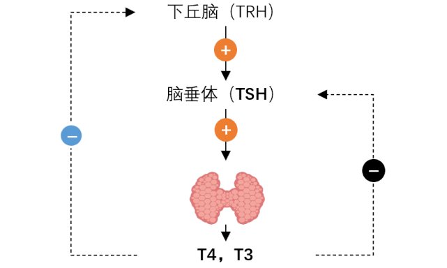 t4|甲状腺疾病常用的这种药，需要注意的5点你知道吗？