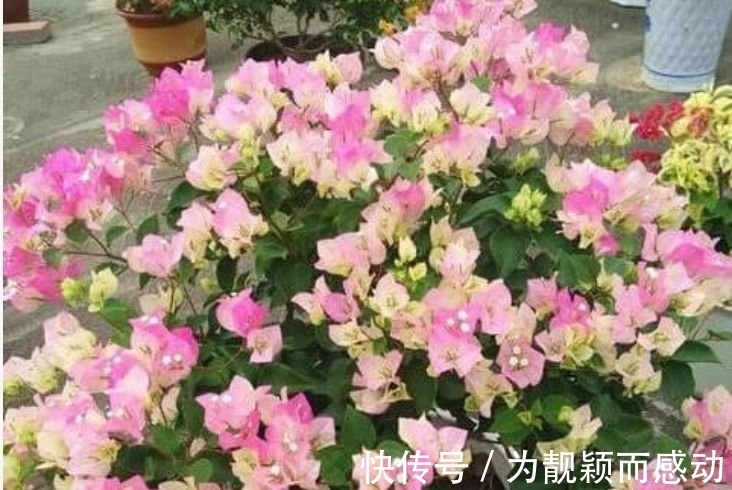 几种花适合新手养,不用费心,就能长的特别好,花开不断